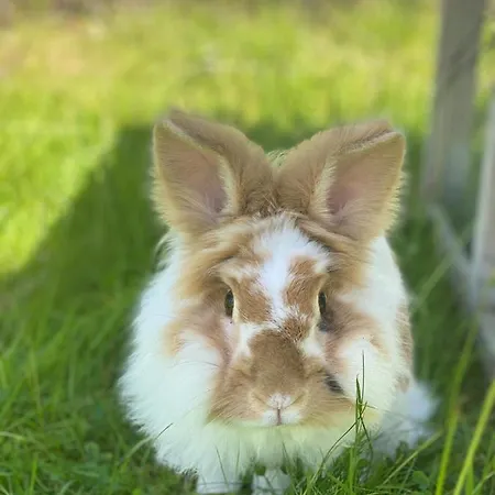 Campeggio Ballangen *